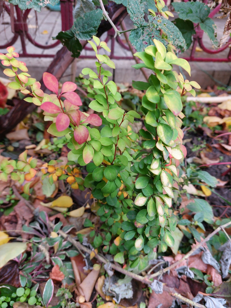 Фото автора мой барбарис