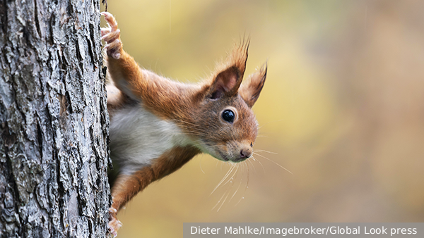     Фото: Dieter Mahlke/Imagebroker/Global Look press   
 Текст: Вера Басилая