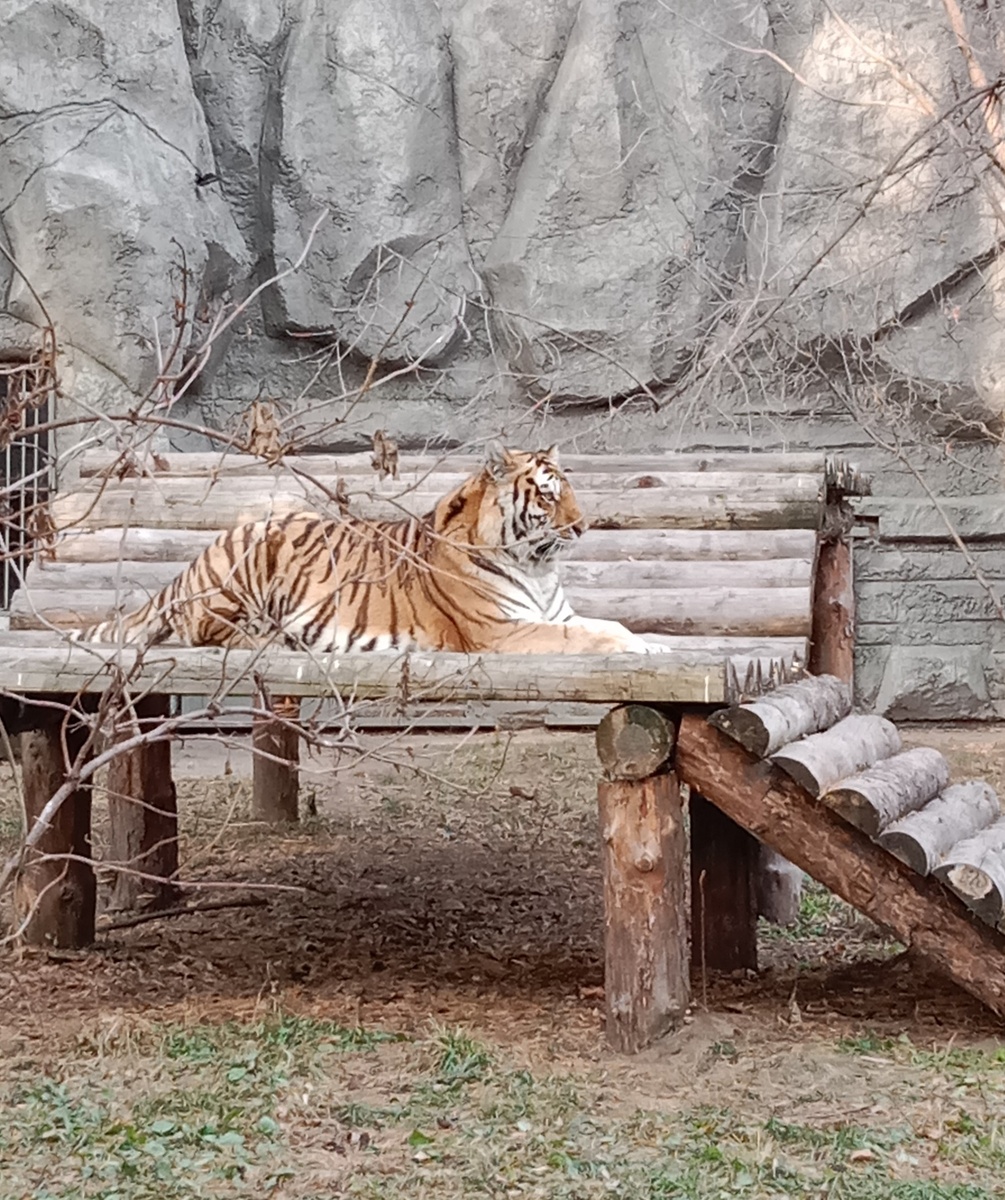 амурский тигр