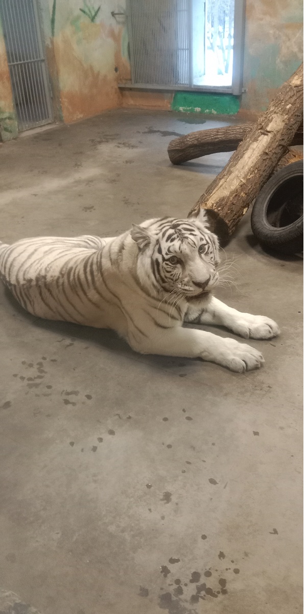 бенгальская тигрица