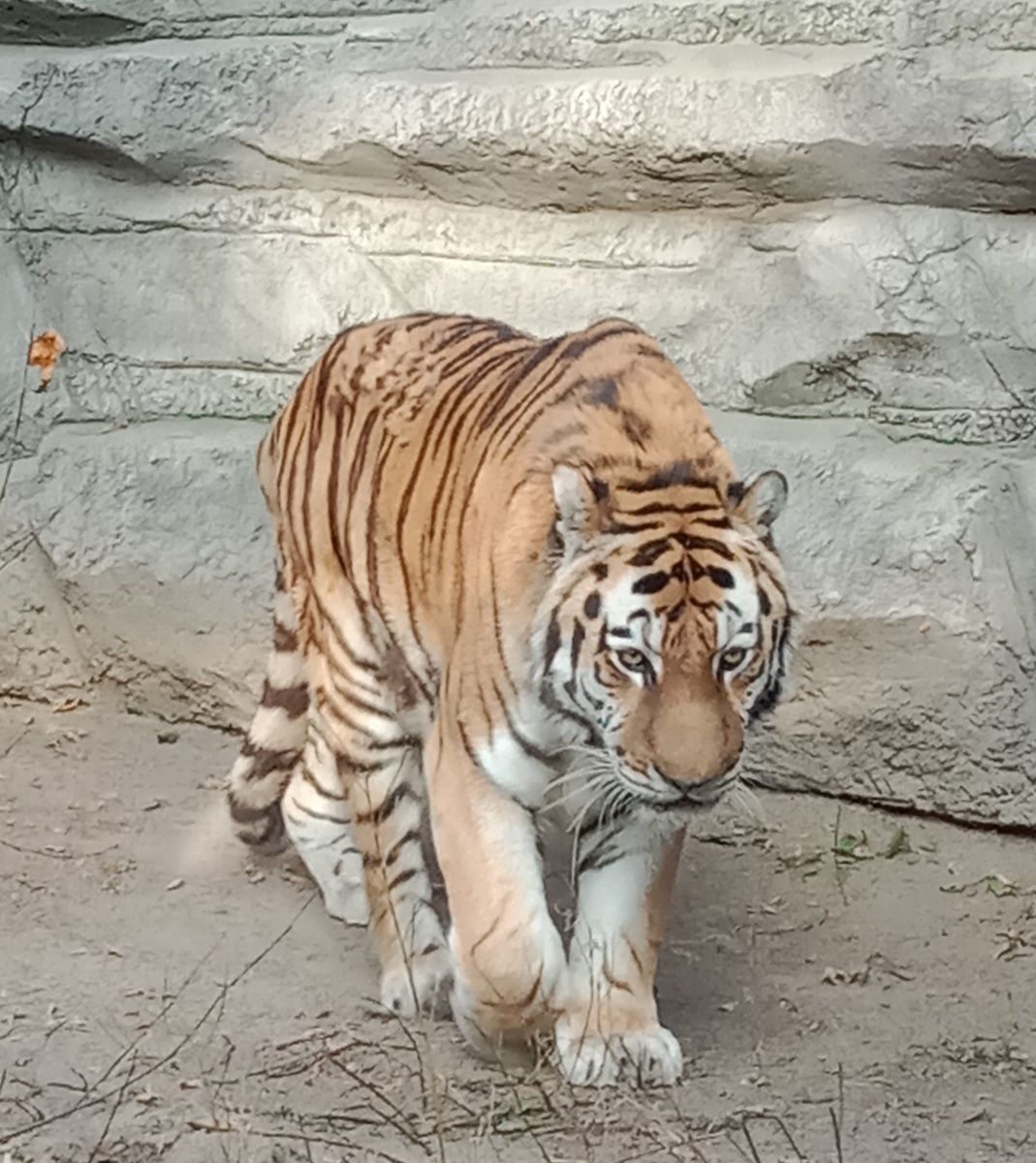 амурский тигр