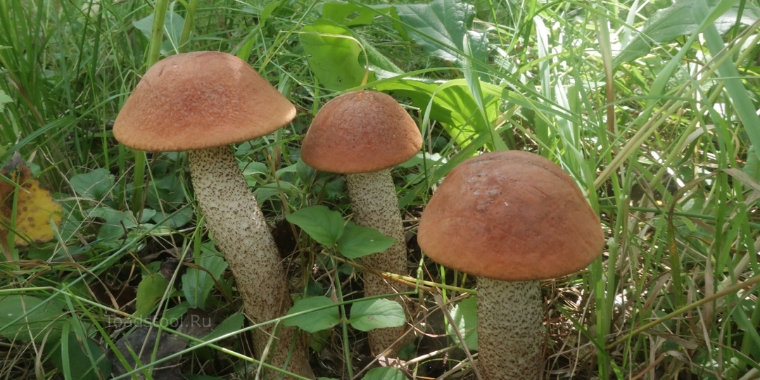 Грибные знания, грибные печали. Часть I: лучшие находки весны