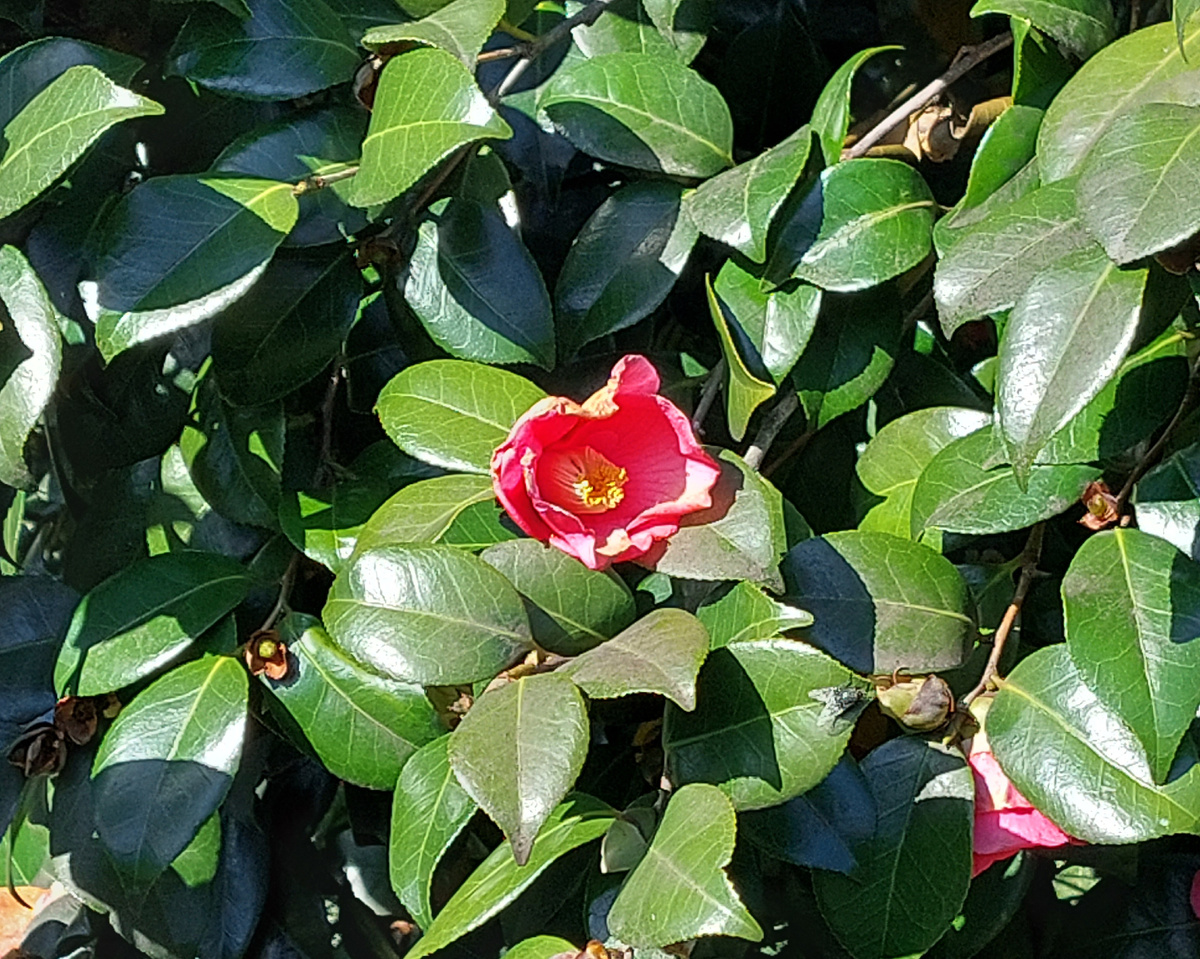 Камелия японская