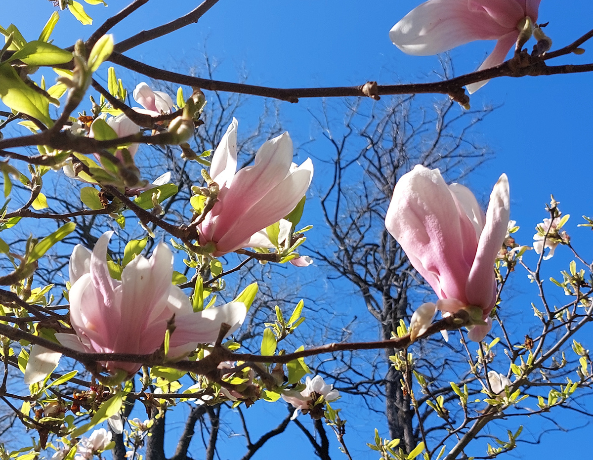 Магнолия Суланжа