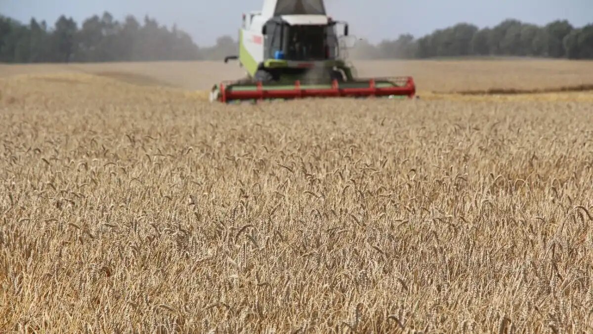 Фото:© Владимир Исаенко / Glavagronom.ru В Зерновом союзе объяснили эмбарго на импорт зерна из Казахстана