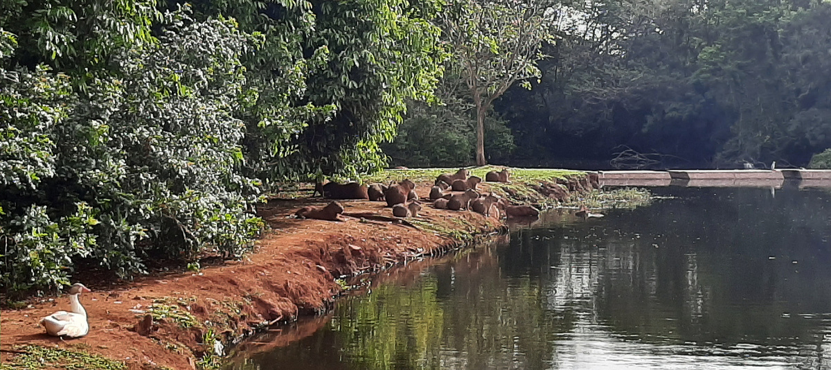 Кампинас. Озеро с капибарами и гусем.