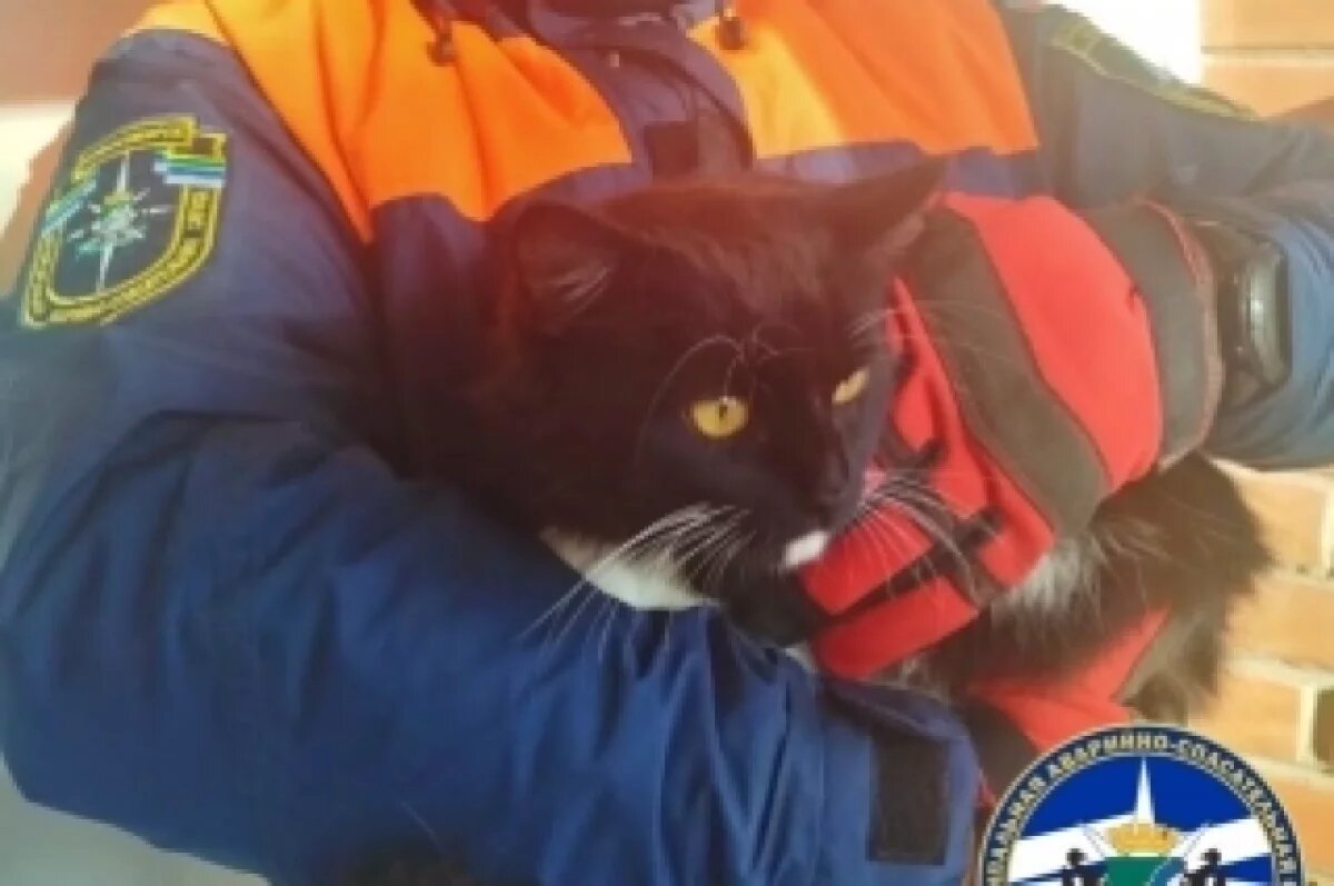    Брошенного и голодного «кота Крузо» спасли с острова в Новосибирске