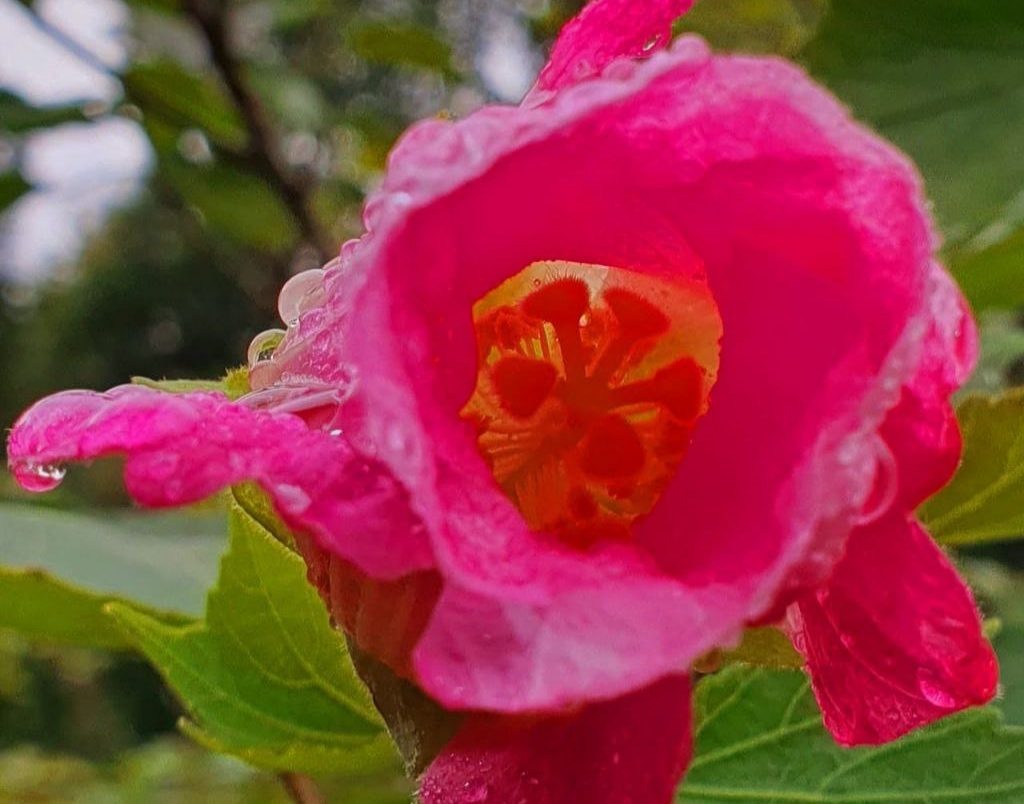    Фото: Telegram/Дендропарка «Южные культуры»