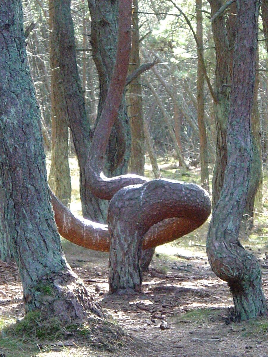 Искривленные стволы сосен в Калининградской области. Источник: Яндекс картинки