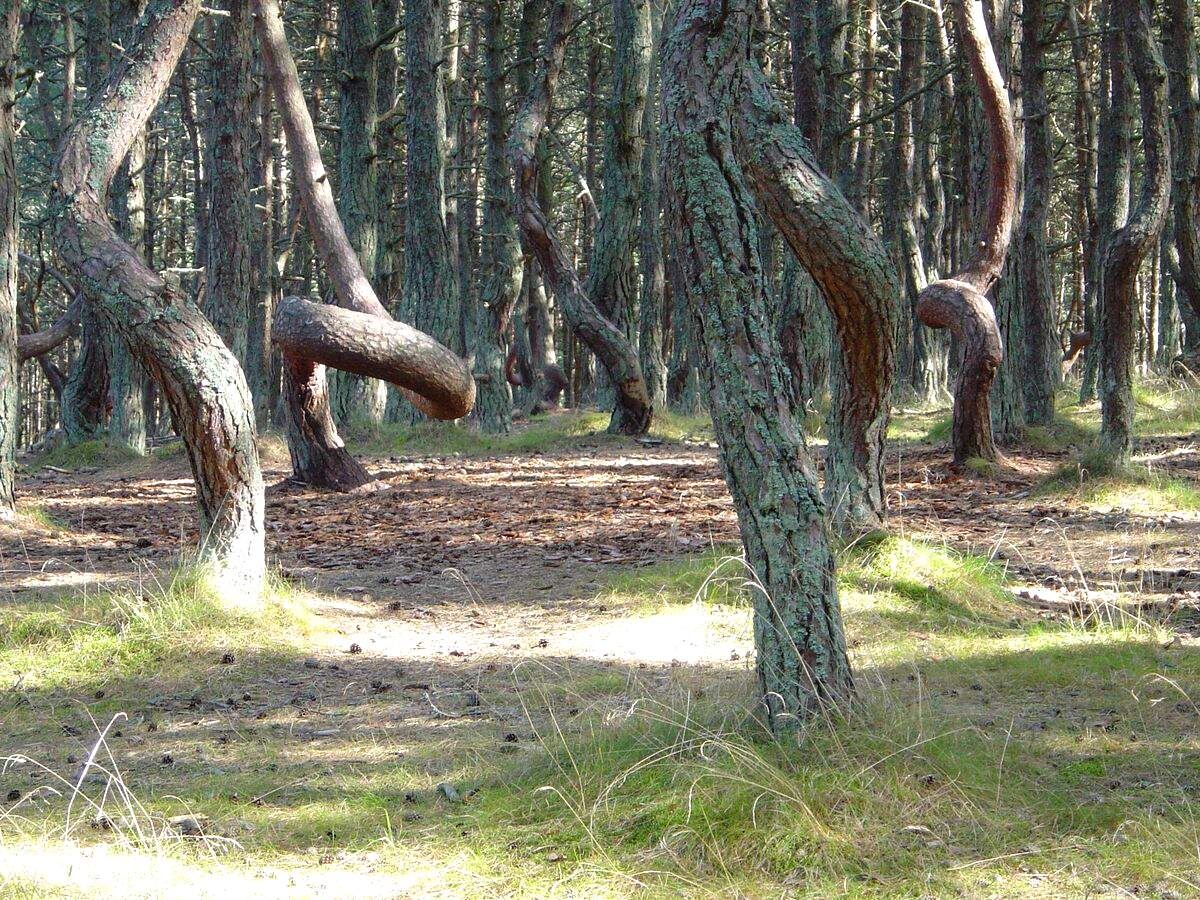 Танцующий лес, Калининградская область. Источник: Яндекс картинки