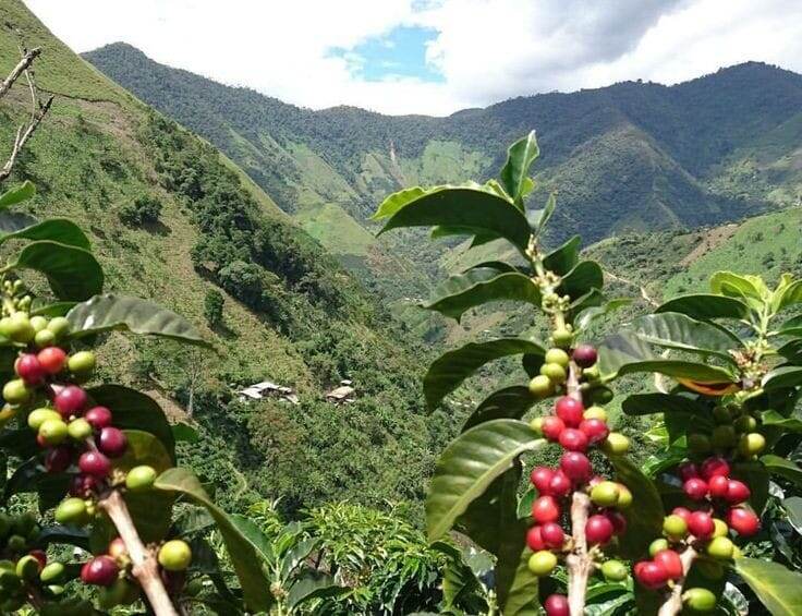 Плантации кофейных деревьев. Источник фото Pinterest