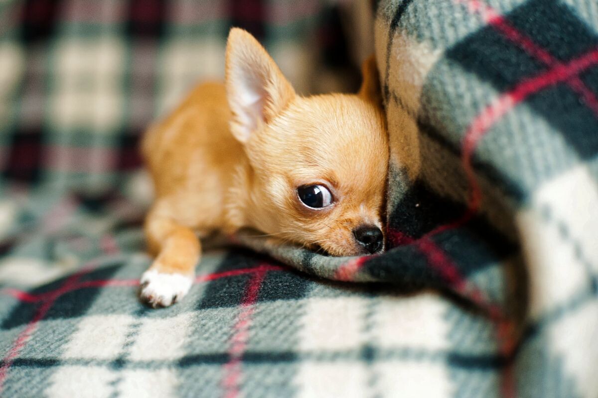 Почему чихуахуа дрожит 