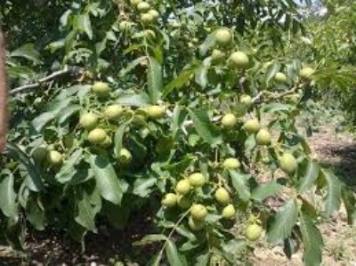 Дерево грецкого ореха с плодами