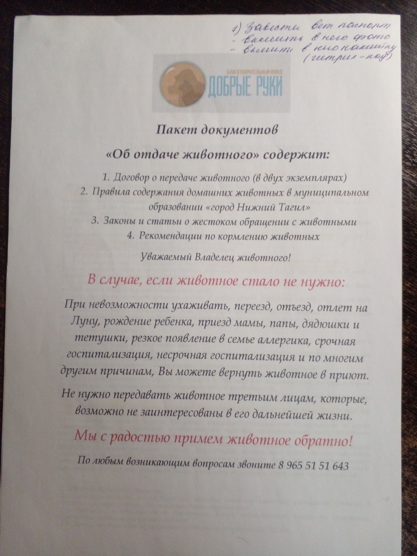 Документы из приюта. Фото автора. 