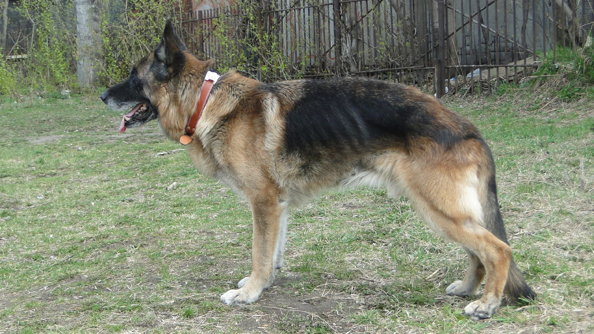 Хассо, май 2018, фото автора. 