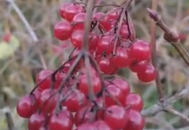 Ягоды калины Бульденеж