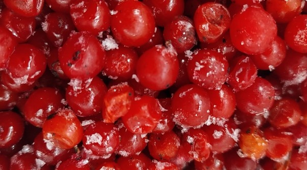 Замороженные ягоды калины