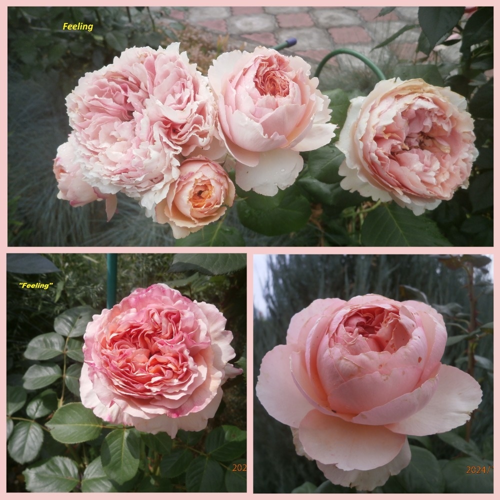 фотоколлаж Милы