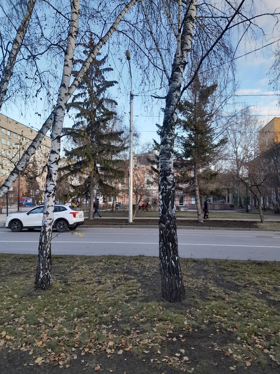 Фото автора. Сегодня в центре Красноярска даже трава ещё зелёная