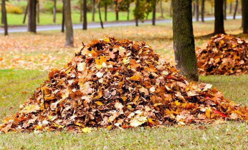 Фотография из интернета.