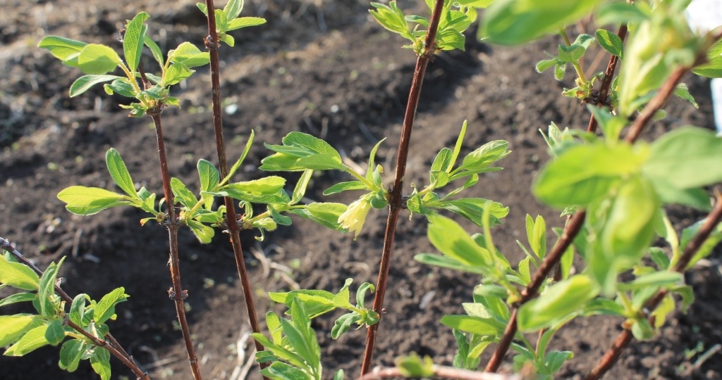 Почему у жимолости отслаивается кора