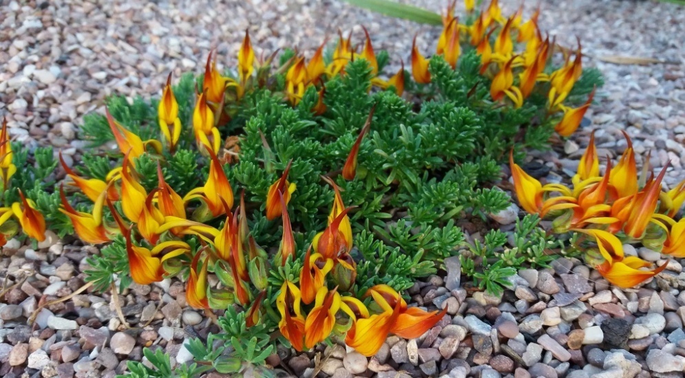 Лядвенец Бертелота, он же лотус, фото не моe, из свободного доступа, как образец. 