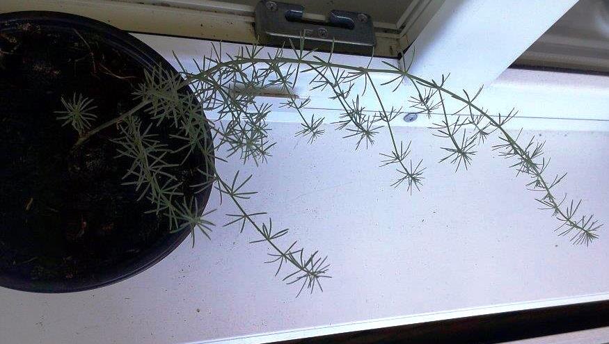 Вот такой малыш, 