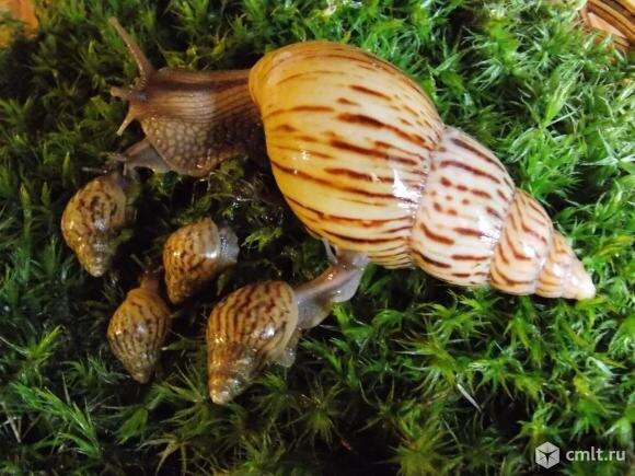 Ахатина Кравени с улитятами😊🐌