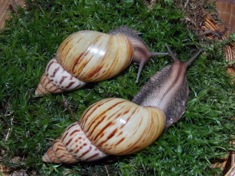 Ахатина Кравени со своей второй половинкой😊🐌