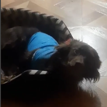 Шоколадка дома