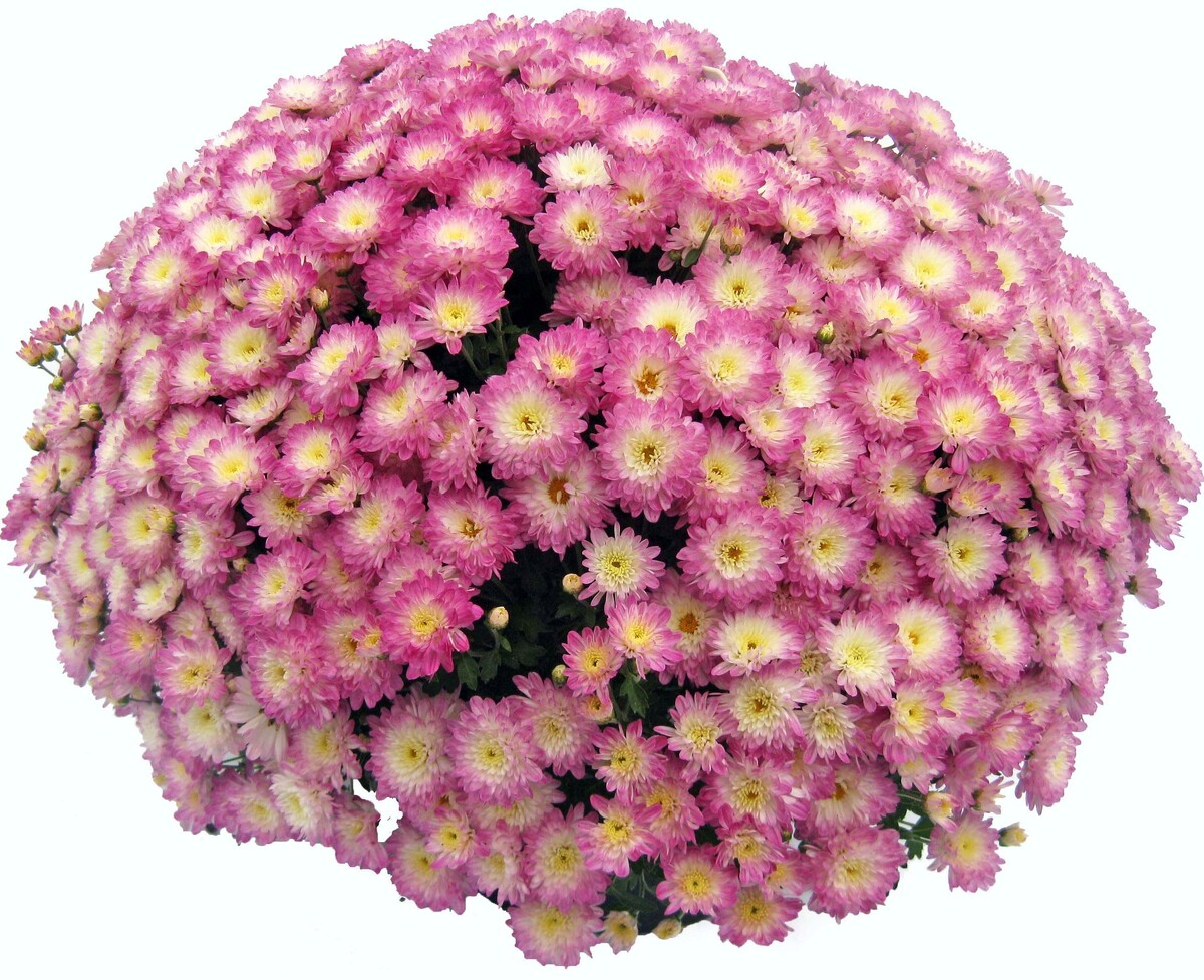 Daybreak Appleblossom фото автора