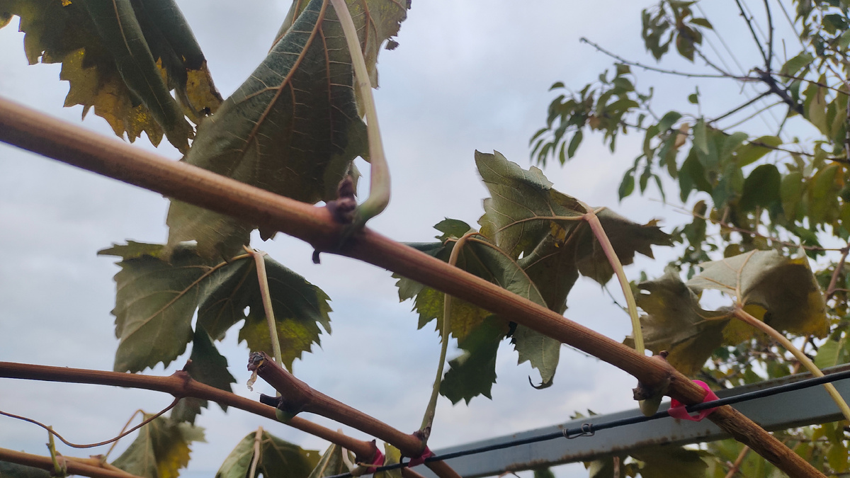 Замерзшие, но ещё не опавшие листья Надежды АЗОС 