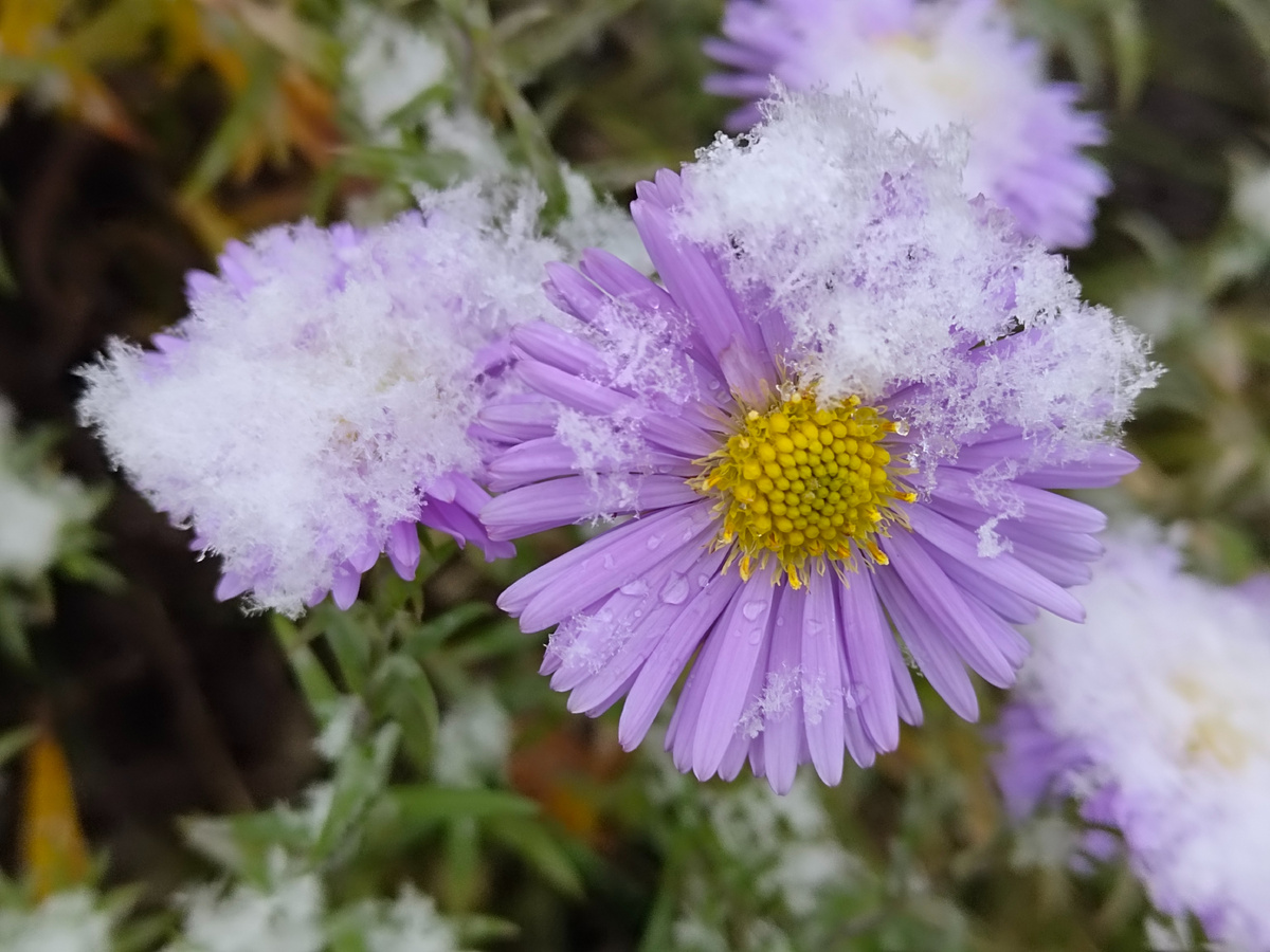 Днём уже идёт снег