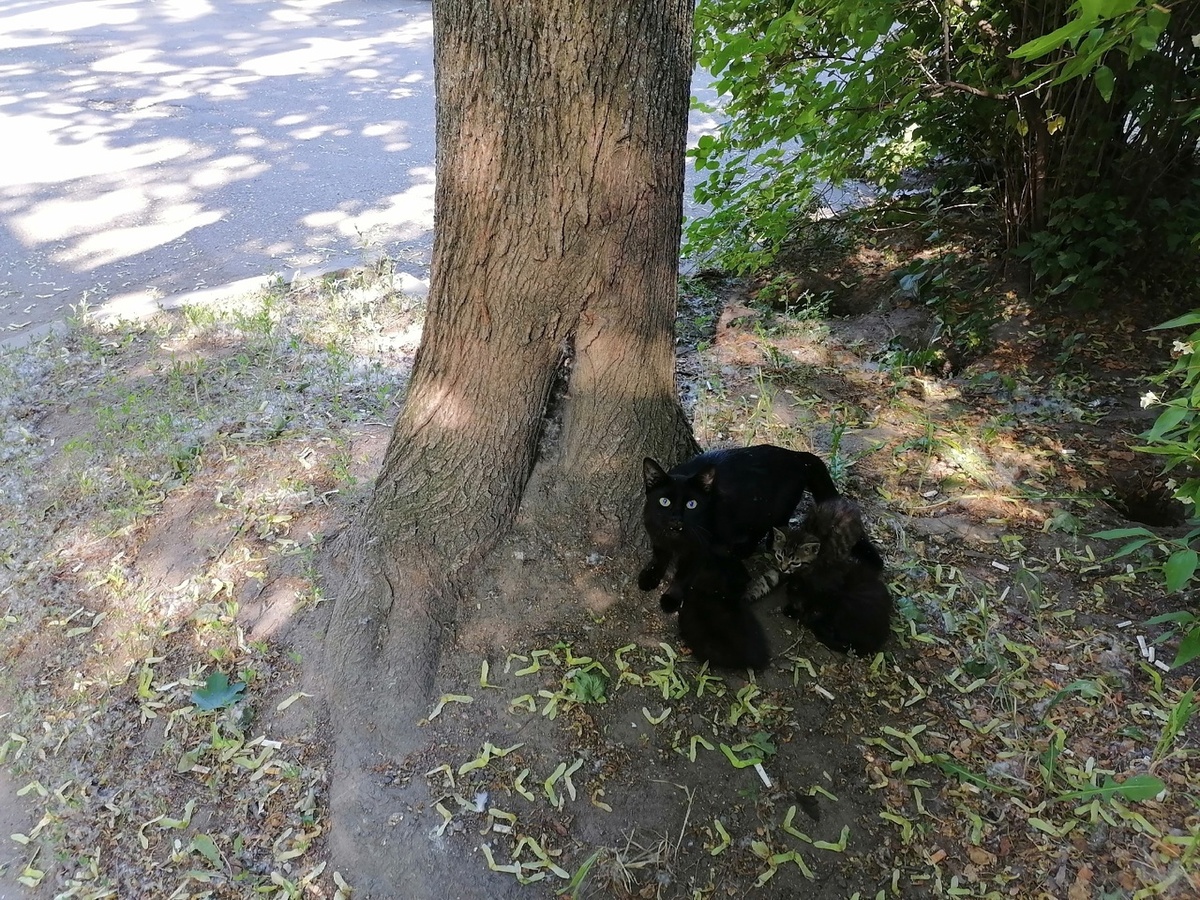 Черные котики в Питерском дворе. Фото автора статьи