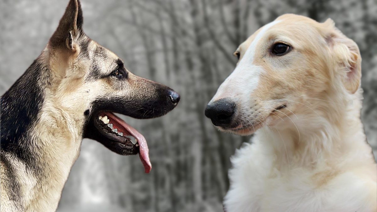 Восточноевропейская овчарка и русская псовая борзая