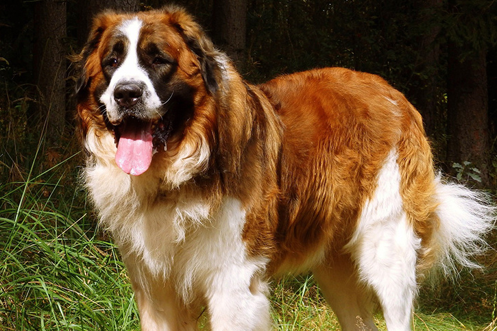 Московская сторожевая собака