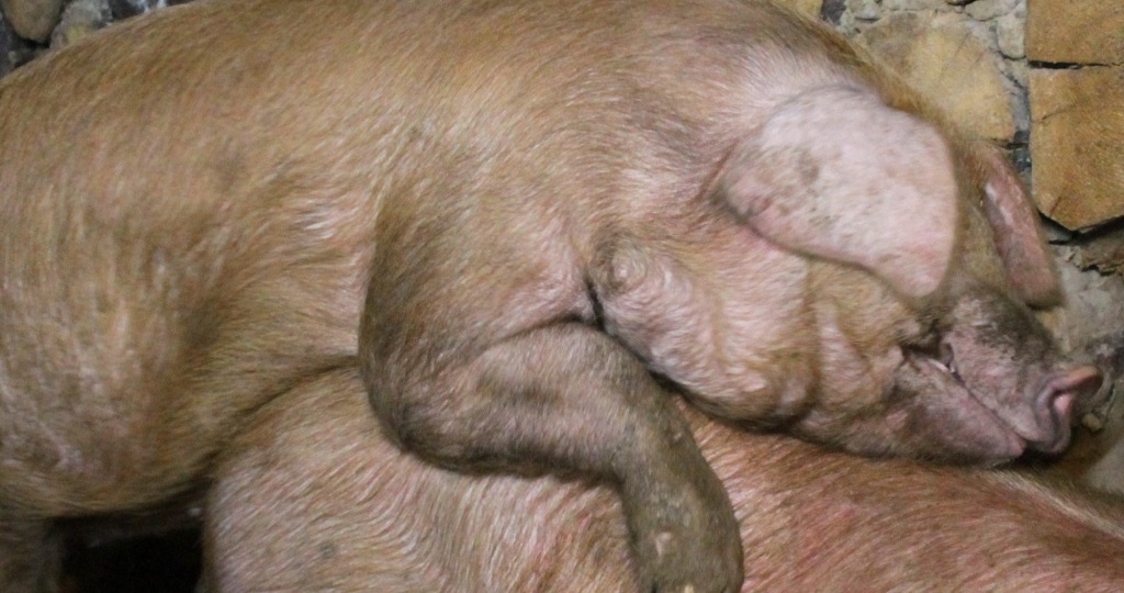 Содержание хряка-производителя в хозяйстве: уход, рацион, использование