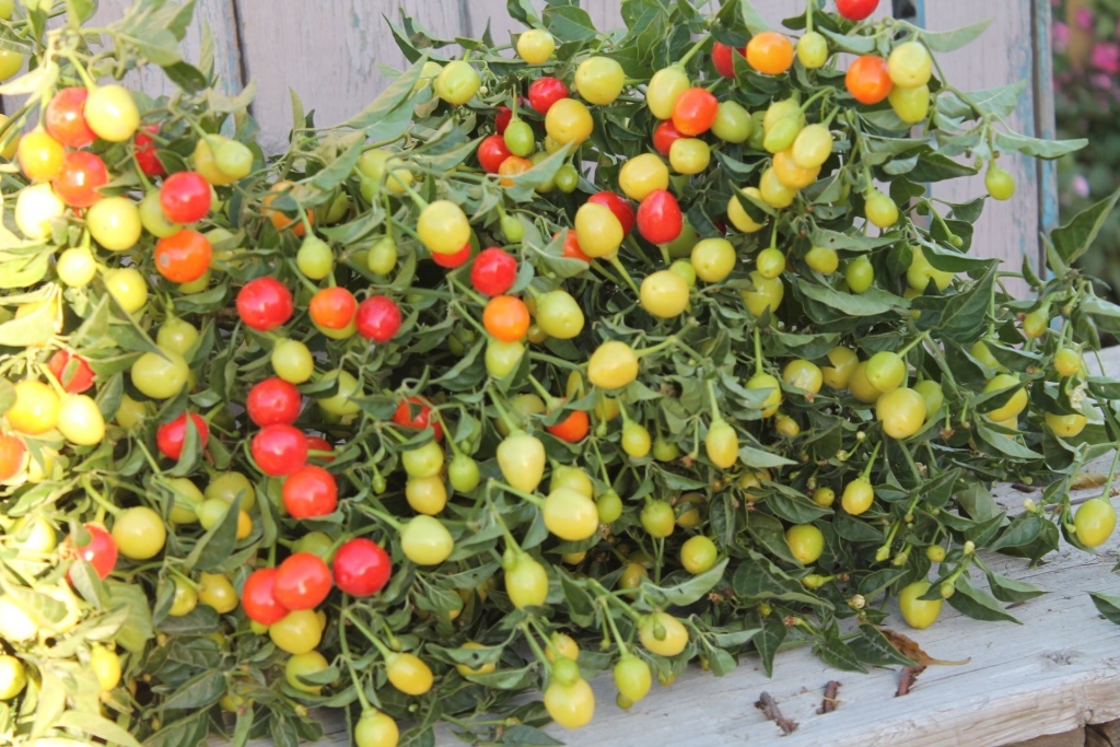  Перец Огненные шарики