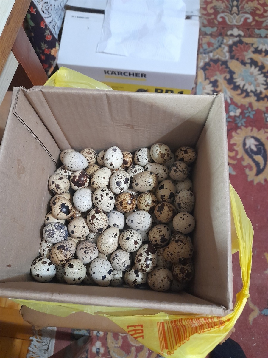 Вот они, наши будущие перепелятки!