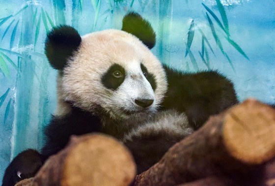    Панда Катюша