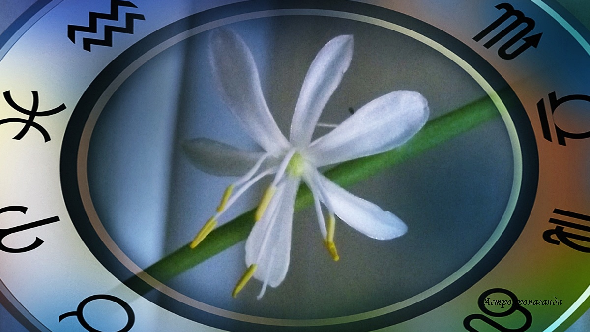 Недельный гороскоп с 4 по 10 ноября 2024: Марс уйдёт в знак Льва, но конфликт его с Плутоном продолжится. 