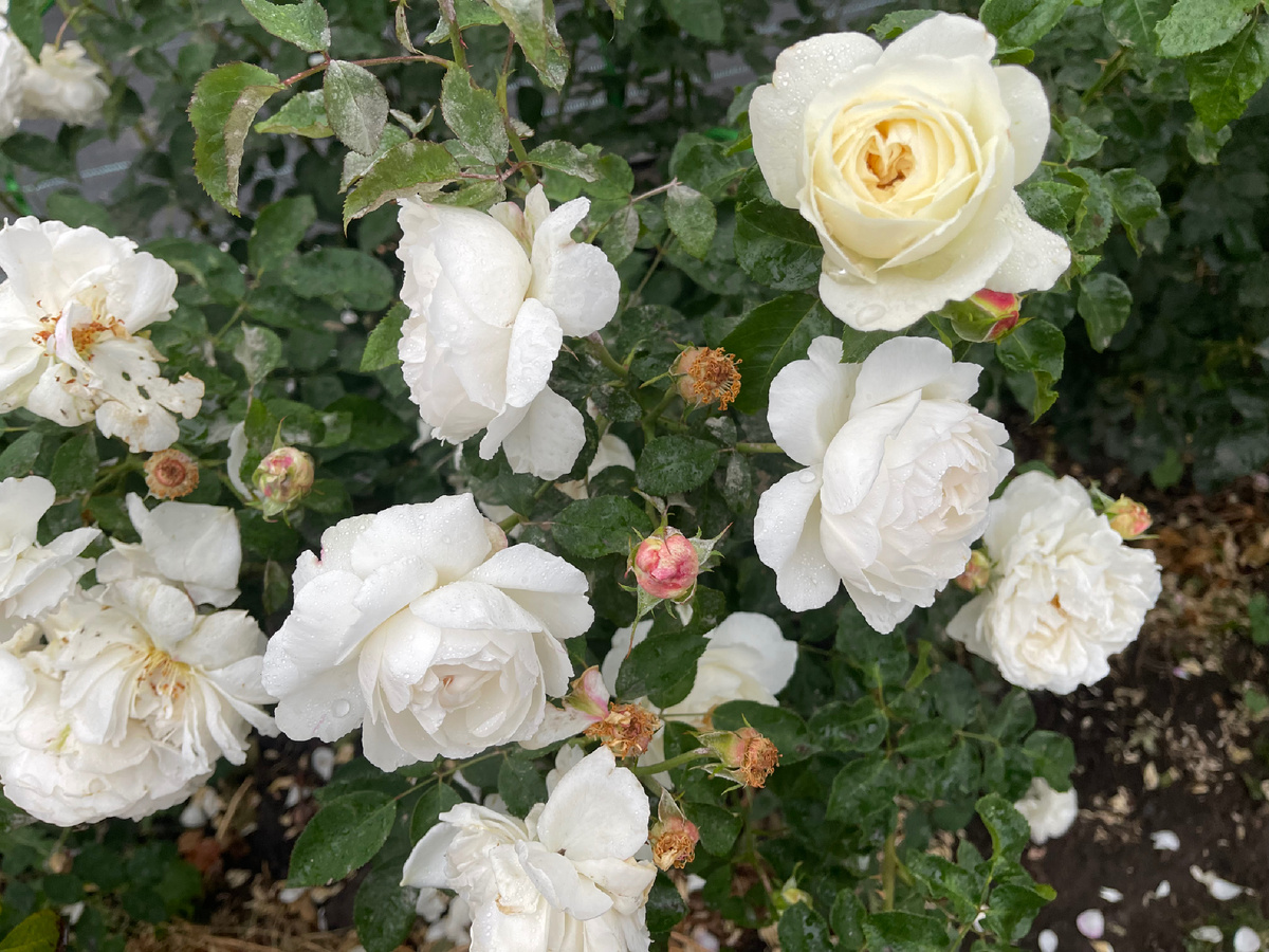 Флорибунда Космос