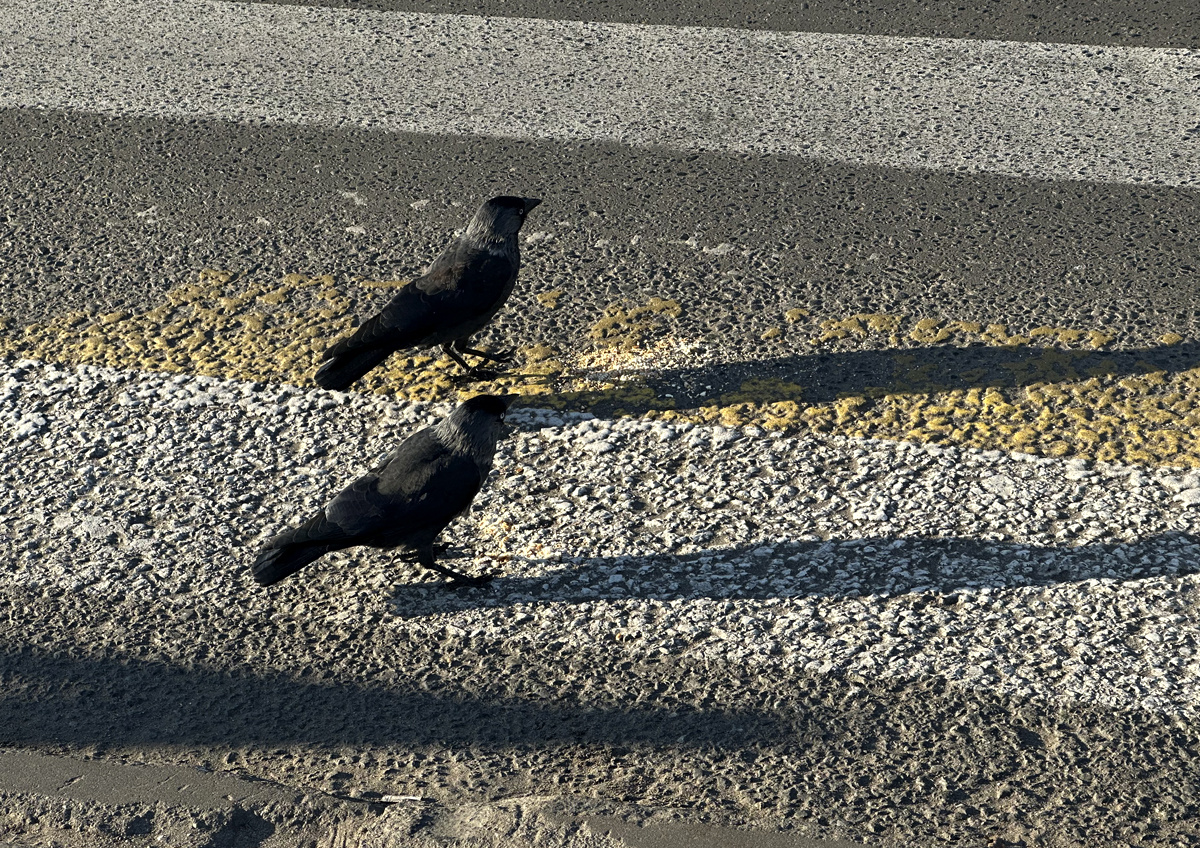    Биолог Симак рассказал о причинах нетипичного и агрессивного поведения животных