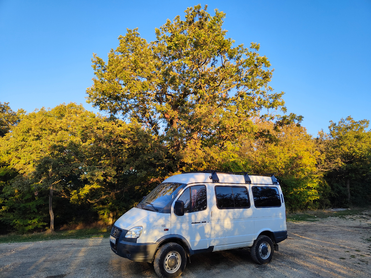 Жуткий лес.