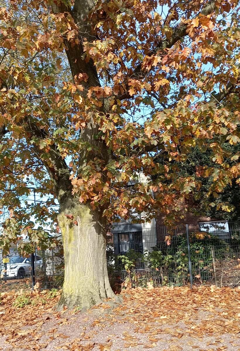 И вроде уже облетает листва, а строений и улицы за этим деревом не видно. Все в золотистой листве