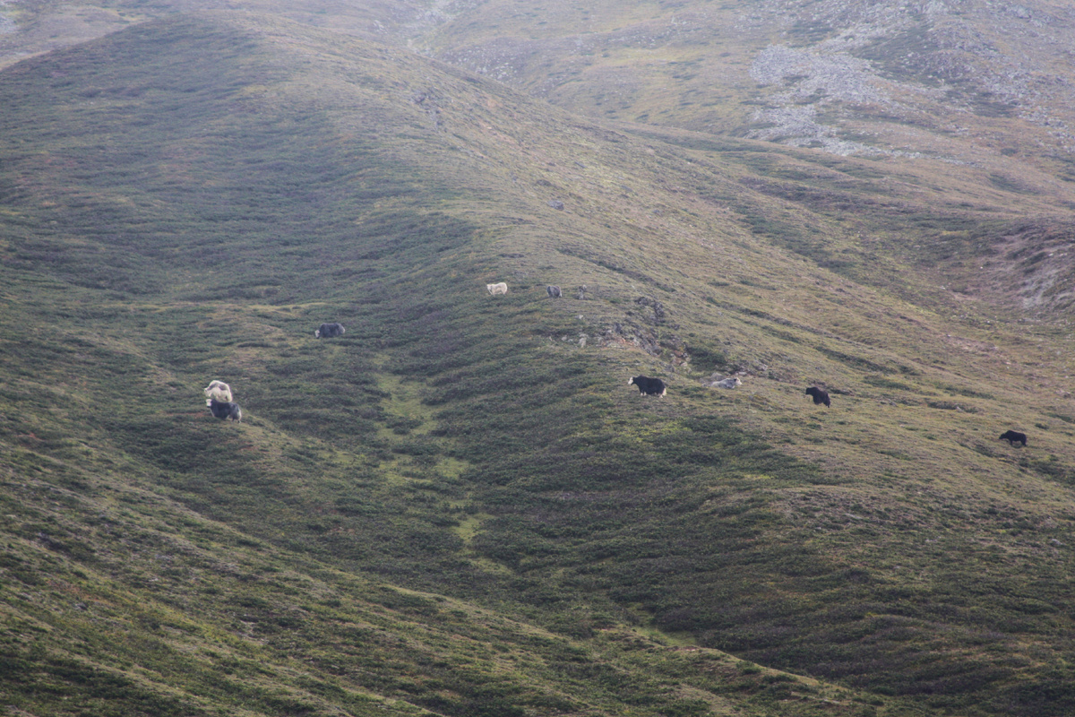 яки в рододенронах, кстати местные заваривают его в чай 