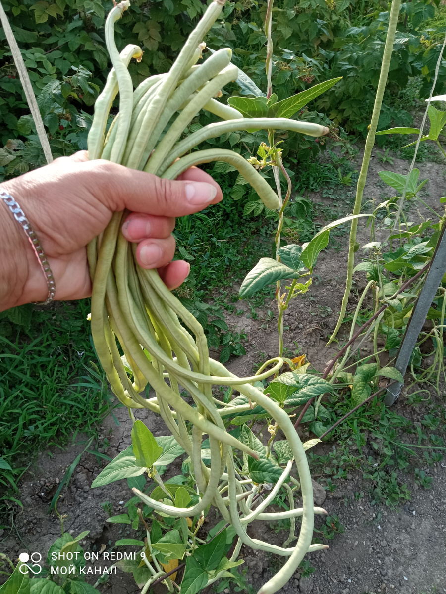 Вигна китайская. Жаль фото с японской вигной не сохранилось. Тоже в 90-тые было экзотом. Фото "Танюшкина петрушка"