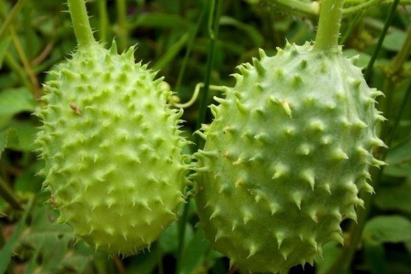 Ангурия (антильский огурец), плоды. Фото с сайта ferma.expert