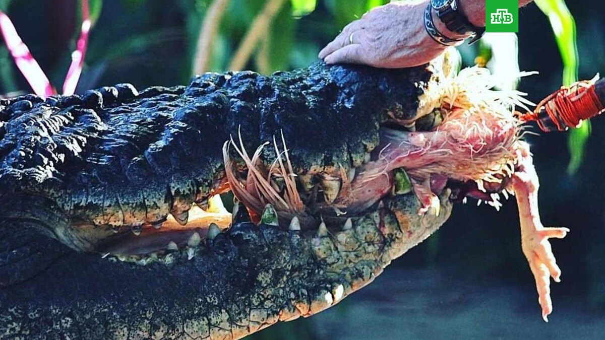    Фото: Marineland Melanesia Crocodile Habitat & Gift Shop / соцсети