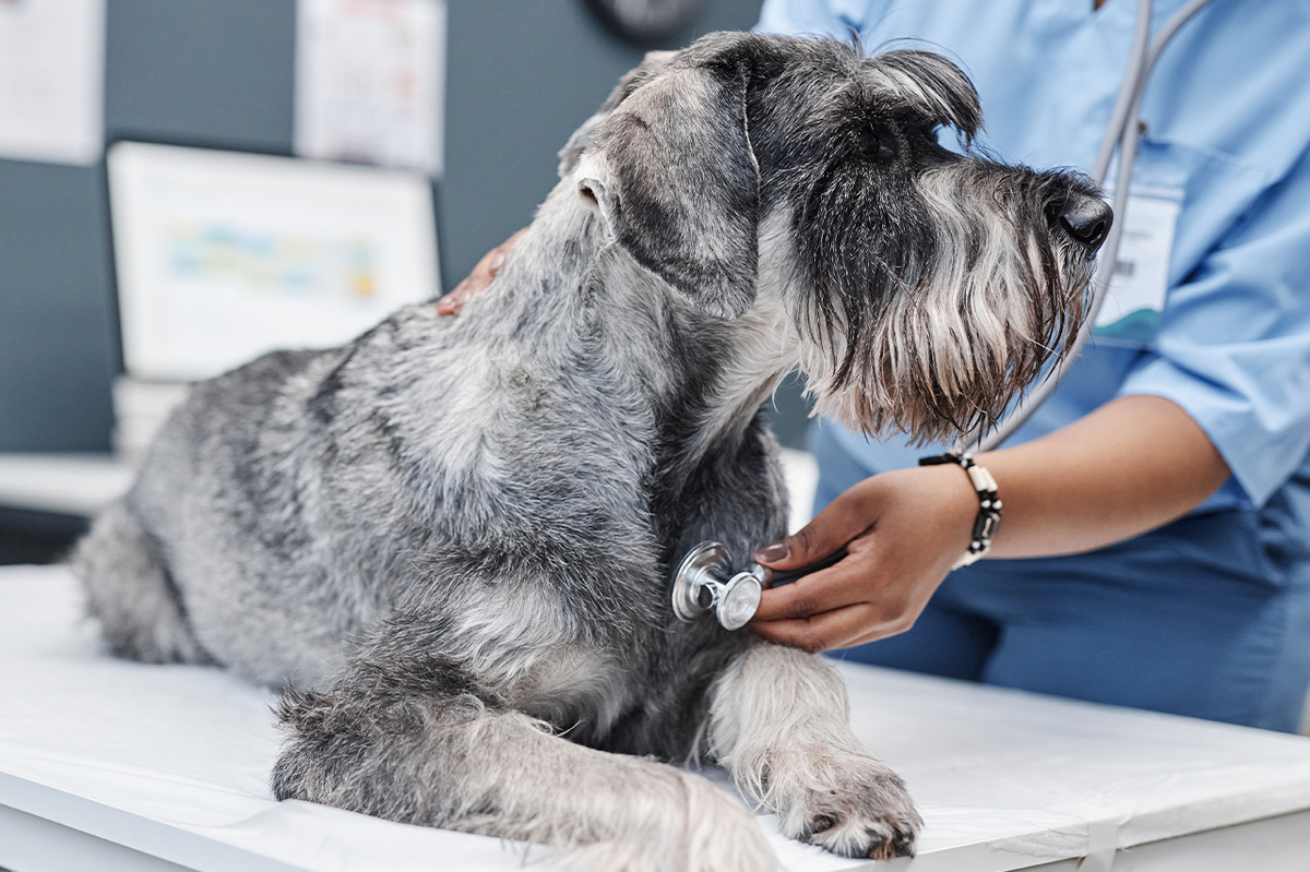 Выявленные заранее проблем позволяют подготовить животное, скорректировать лечение или даже пересмотреть показания к оперативному вмешательству